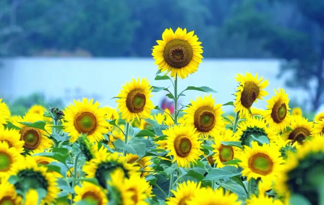 Bugün yaz gündönümü sırasında Ningbo'da sağanak veya gök gürültülü sağanak yağış olacak